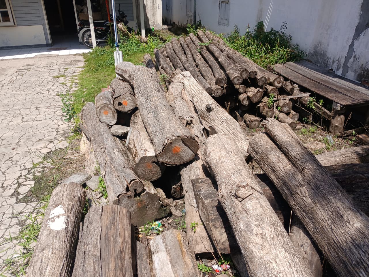40 batang kayu jati berbentuk gelondongan dengan berbagai macam ukuran