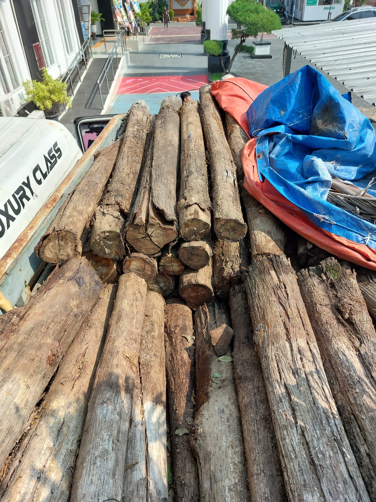 123 (seratus dua puluh tiga) batang Kayu Jenis Jati (Tectona grandis) Ukuran panjang:
1,5-2 m, diameter 10 s.d 19 cm