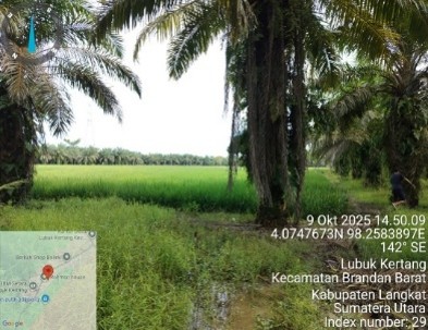 Tanah sawah atas nama Umi Muslimah yang terletak di Dusun II Bakti, Desa Paya Tampak, Kecamatan Pangkalan Susu, Kabupaten Langkat. Dengan luas tanah±  4000M2atau 10 (Sepuluh) rante, adapun tanah sawah tersebut diperoleh melalui ganti rugi dari Indra Syahp