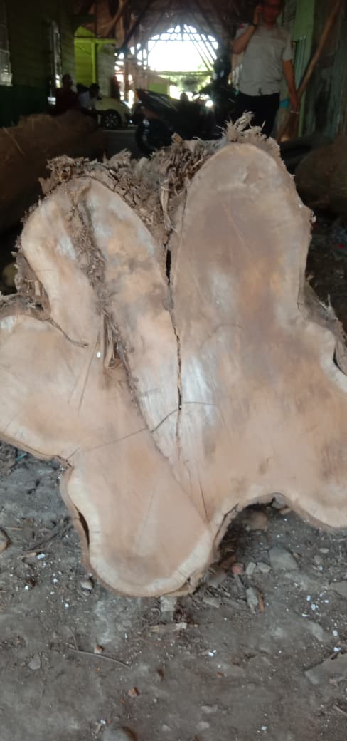 1 (satu) batang kayu jati berbentuk bulat / glondong dengan ukuran panjang 410 cm, diameter 42 cm, dan volume 0,57 m² 